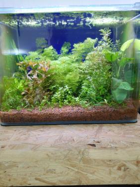 Aquarium planten