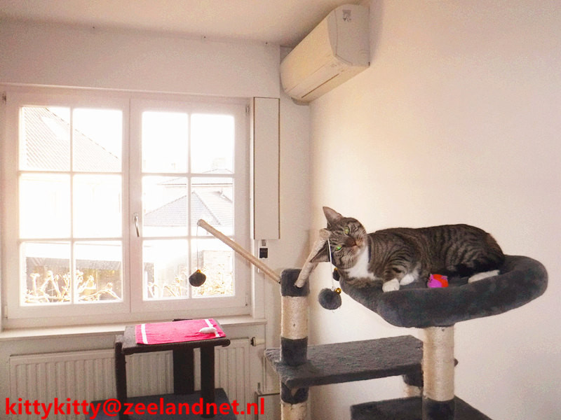Kattenhotel Kitty Kitty, in Axel