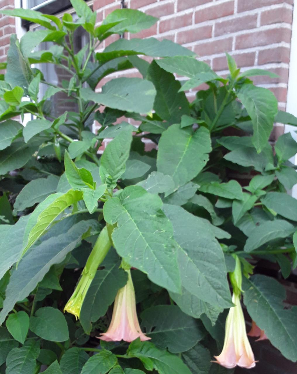 Datura Brugmansia