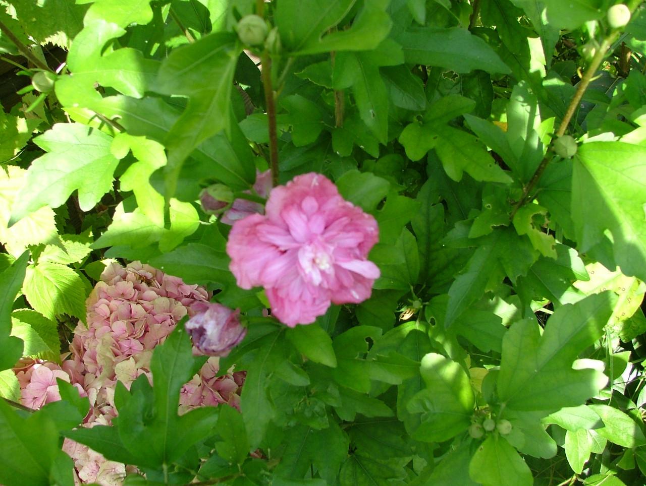 Hibiscus