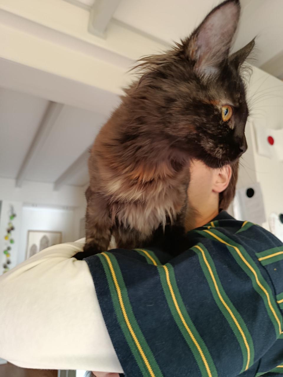 Kittens Maincoon x Noorse boskat. 2 zusjes