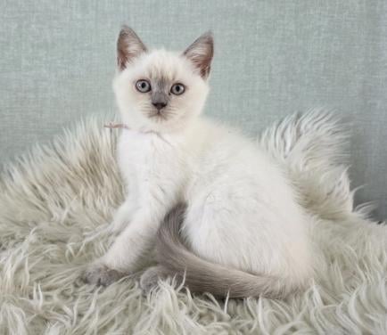 Lilac-point Brits korthaar kitten