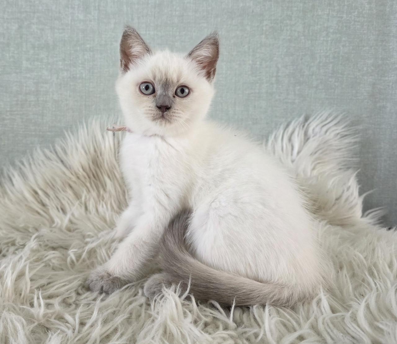 Lilac-point Brits korthaar kitten