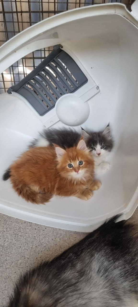 Te koop mooie Maine Coons katertjes