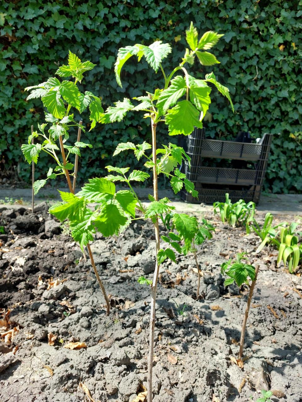 Zomer Frambozenplant / Frambozenstruik