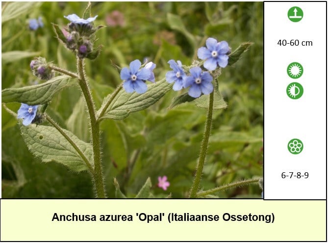 In ons plantenkraampje, mooie bijen,- en vlinderplanten voor €1,25 p/st !