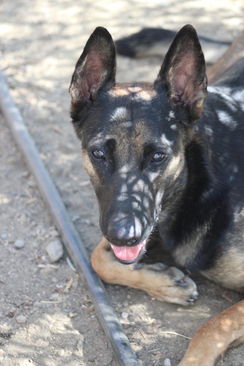 Alora Dog Rescue: Leo wacht al zo lang