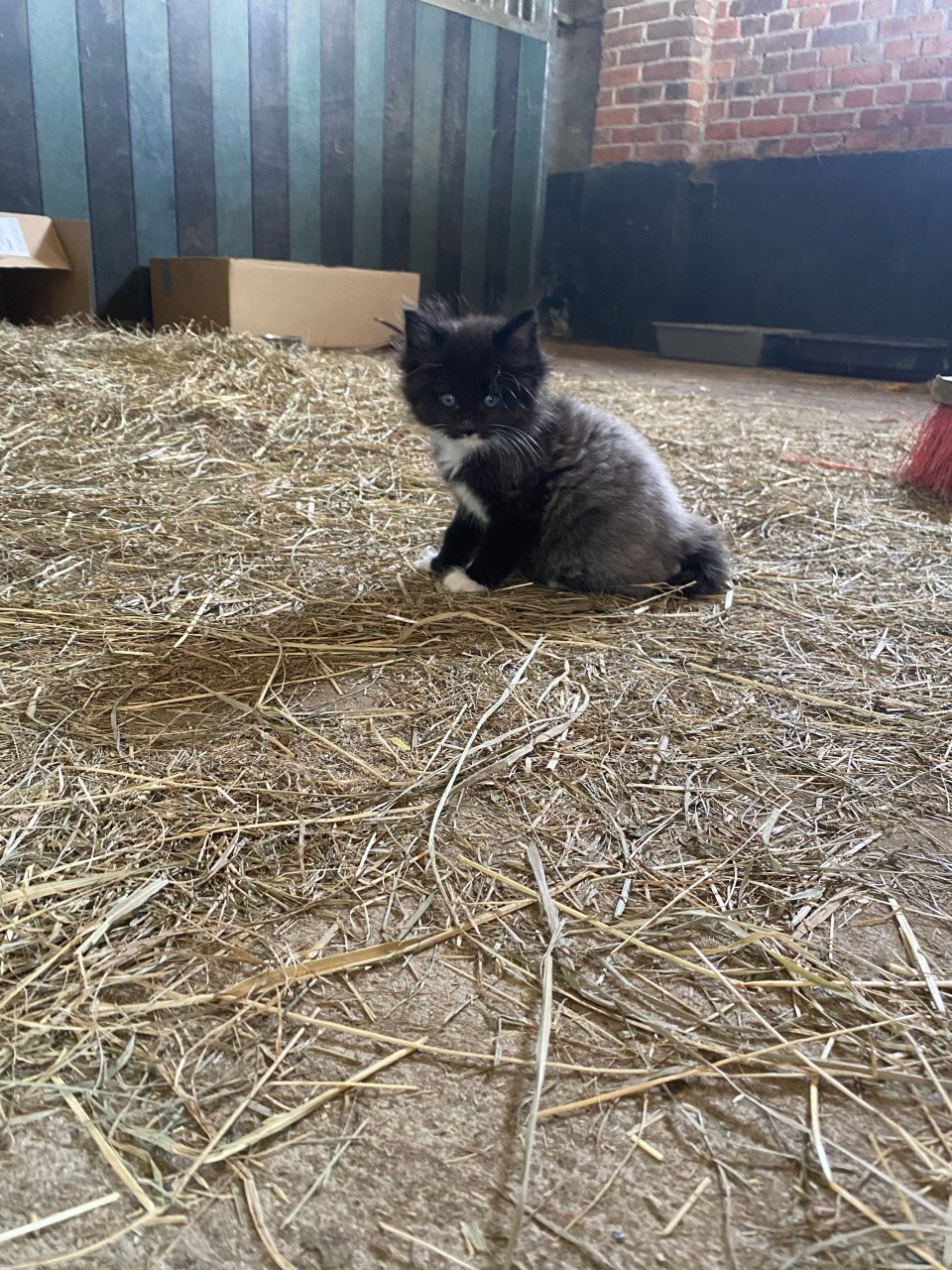 Kittens zoeken nieuw huisje!