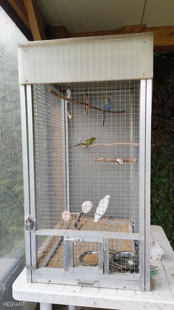 Twee mannelijke grasparkieten in kooi/volière.