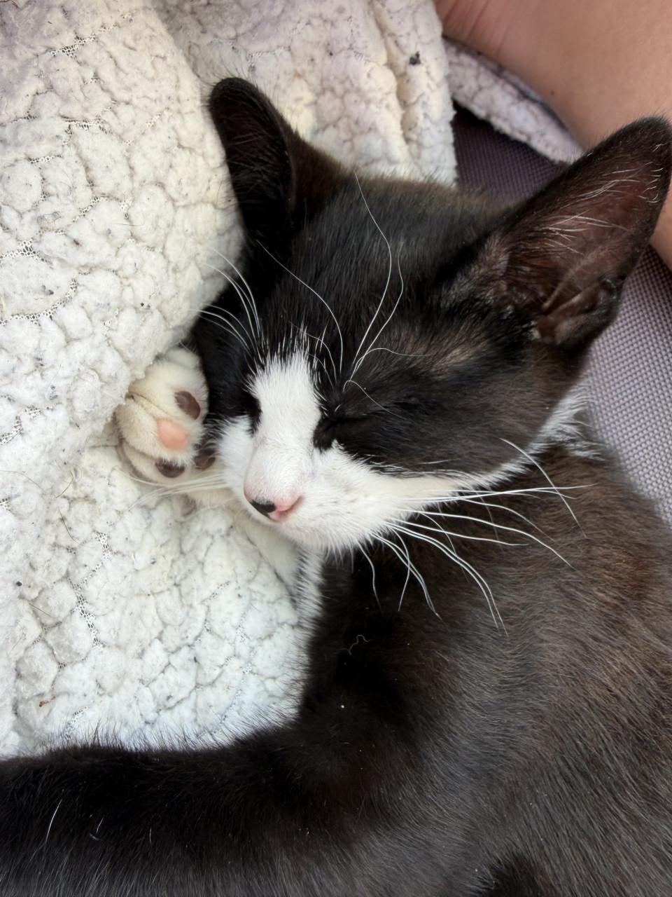 Kittens