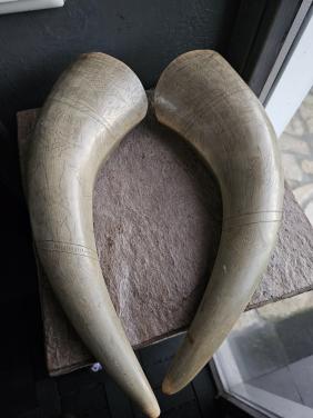 2 prachtige grote waterbuffel hoorns voor decoratief gebruik