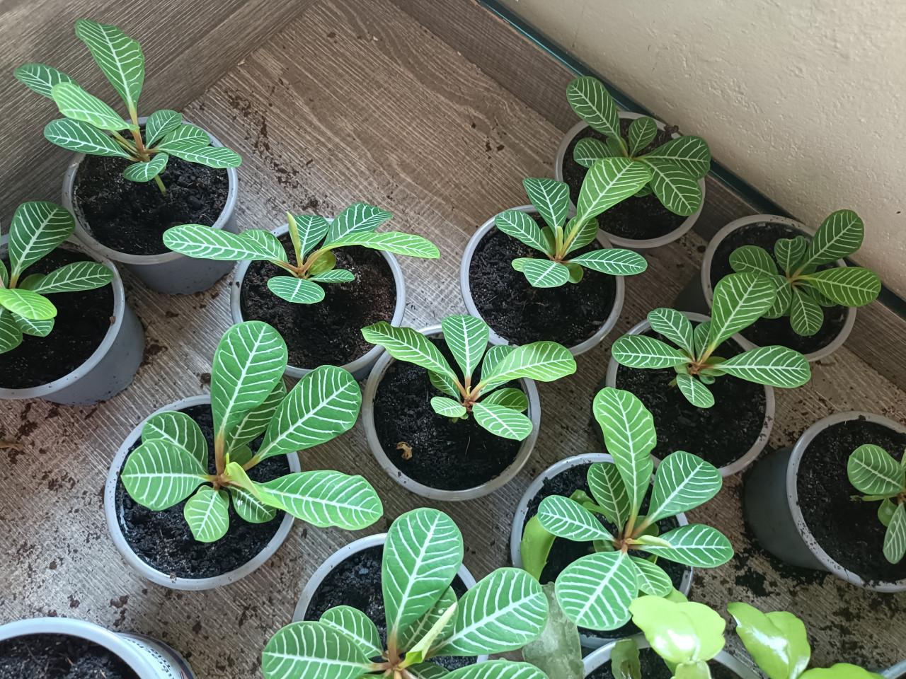 Jonge Euphorbia planten