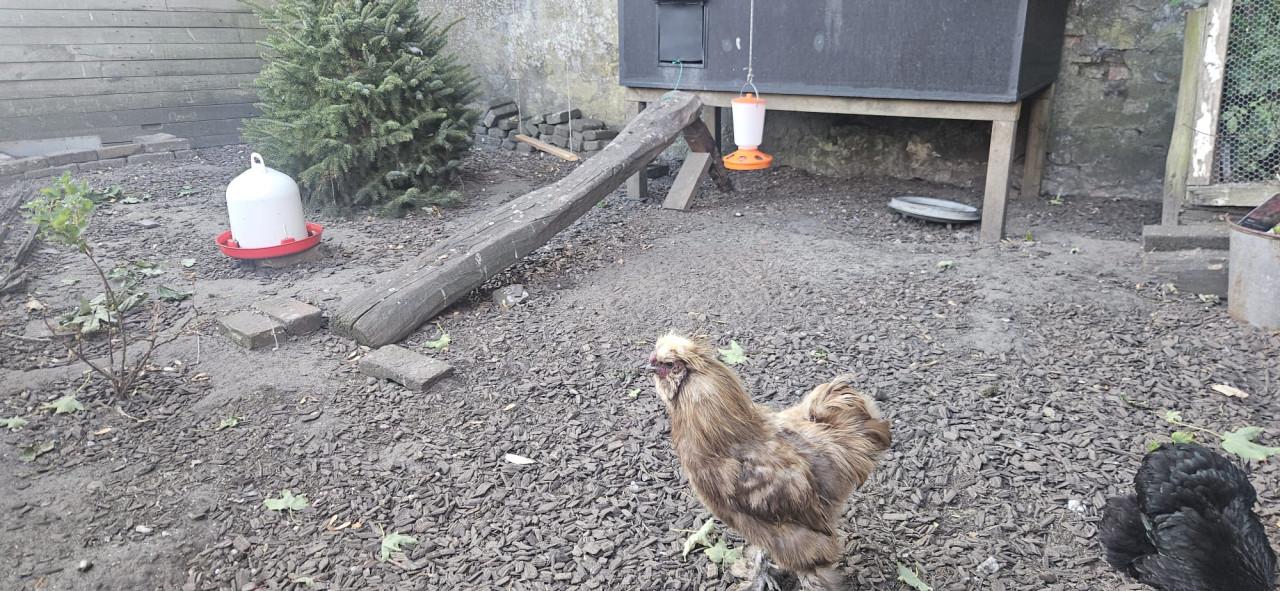 Zijdehoen haan zoekt een goed huisje!