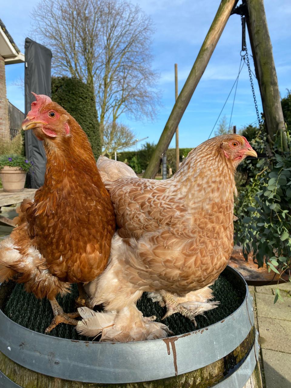 Tamme kippen Maja en May zoeken een nieuw thuis!