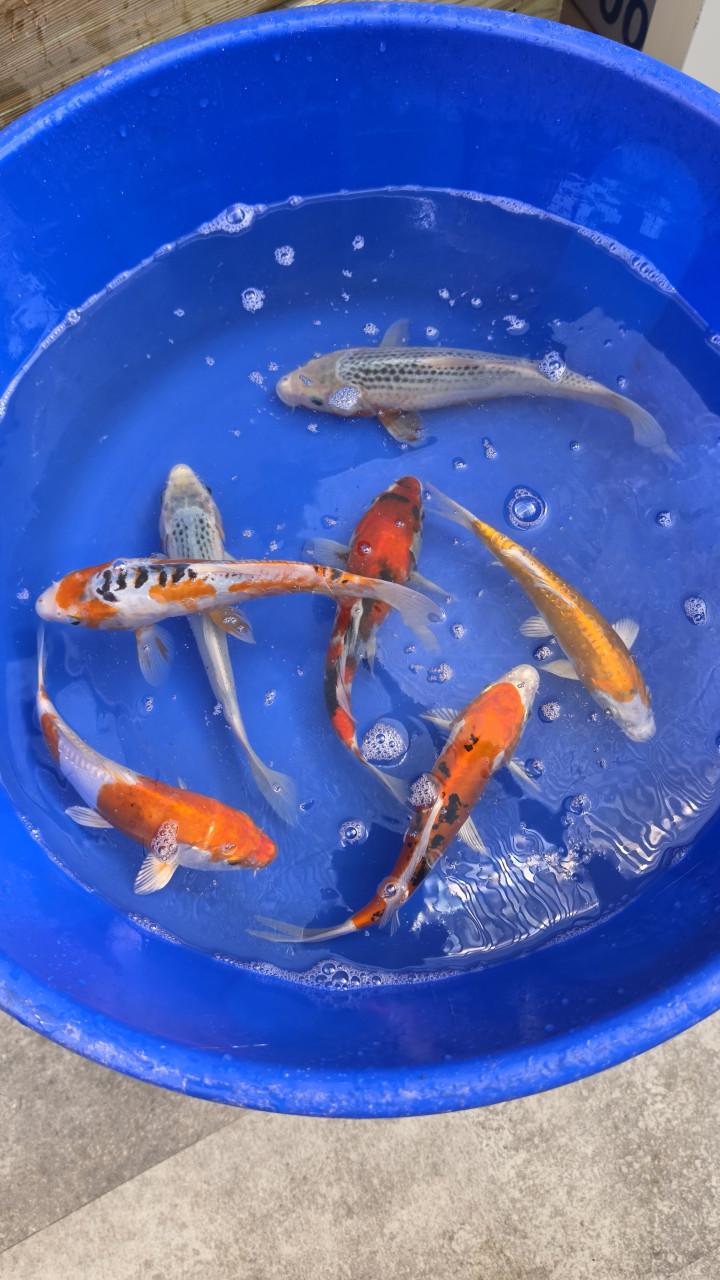 Leuke koi voor weining