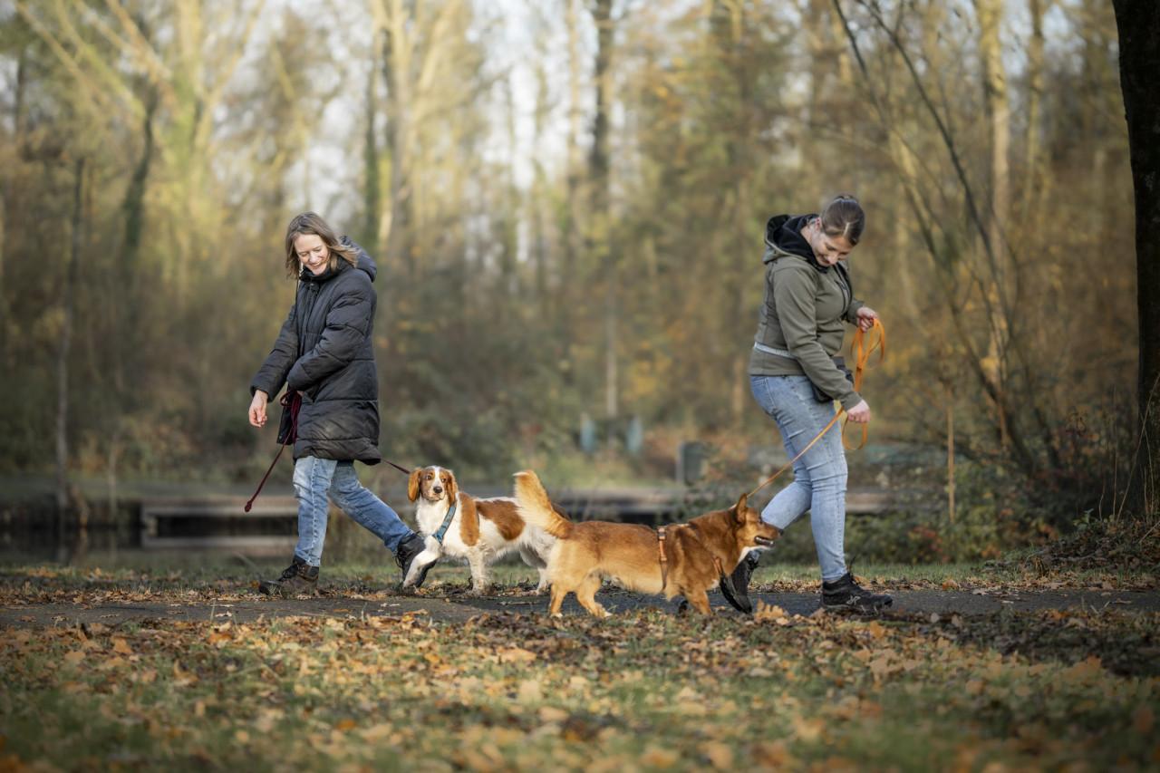 Uitvallende of overenthousiaste hond? Sluit aan bij een Groepswandeling