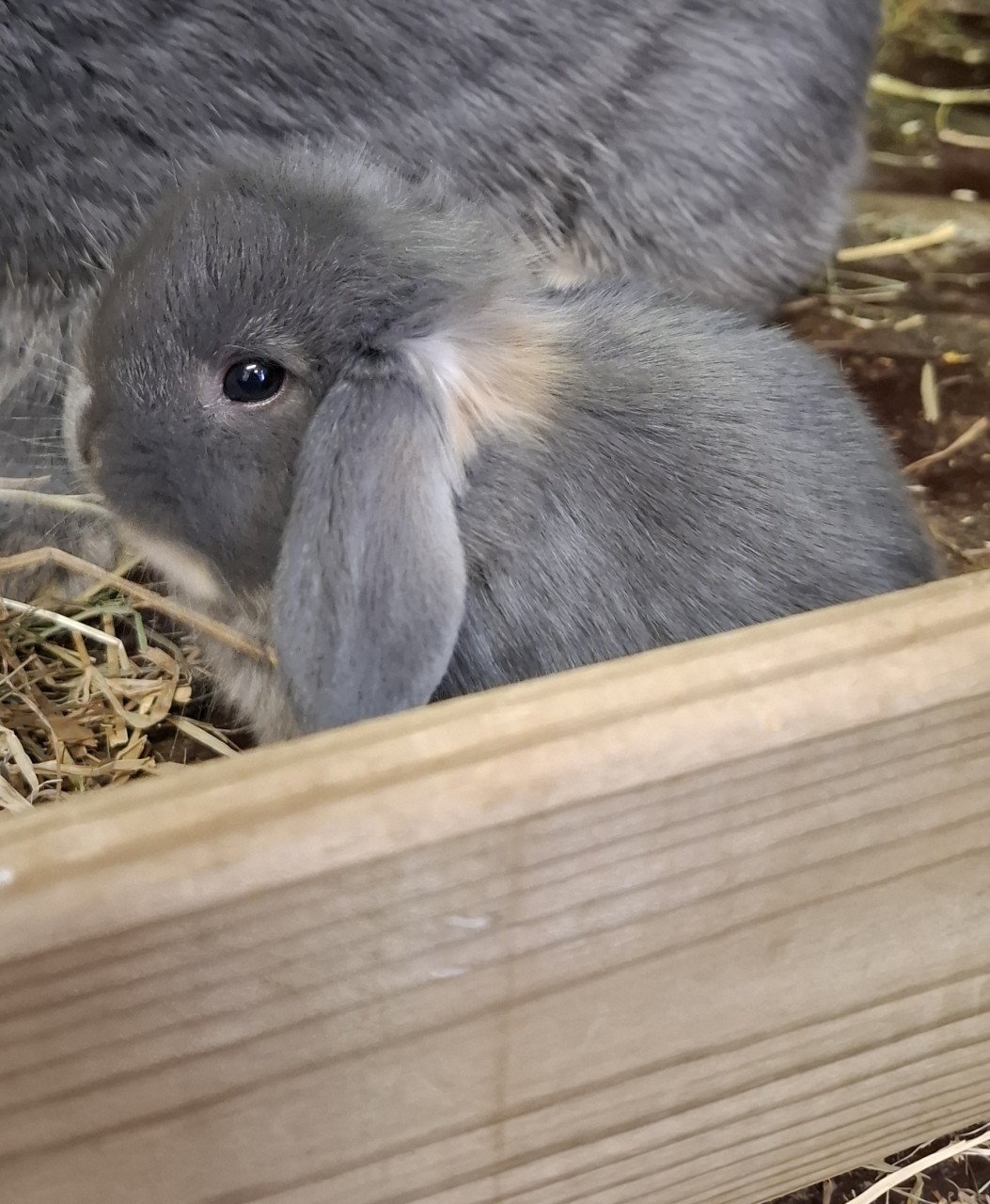 Super lieve nhd x minilop konijntjes