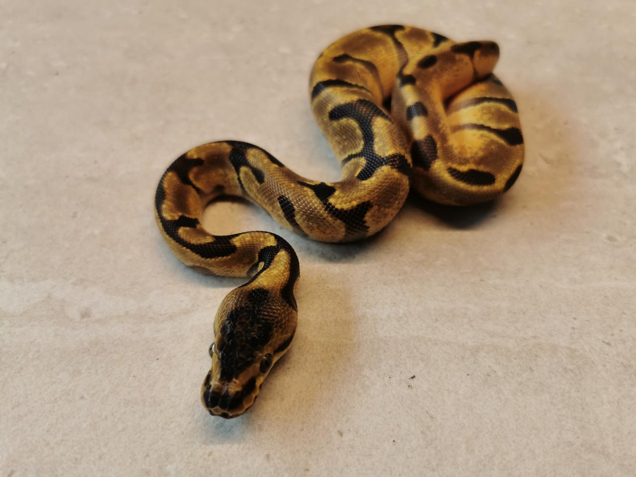 1.0 Super Enchi Koningspython