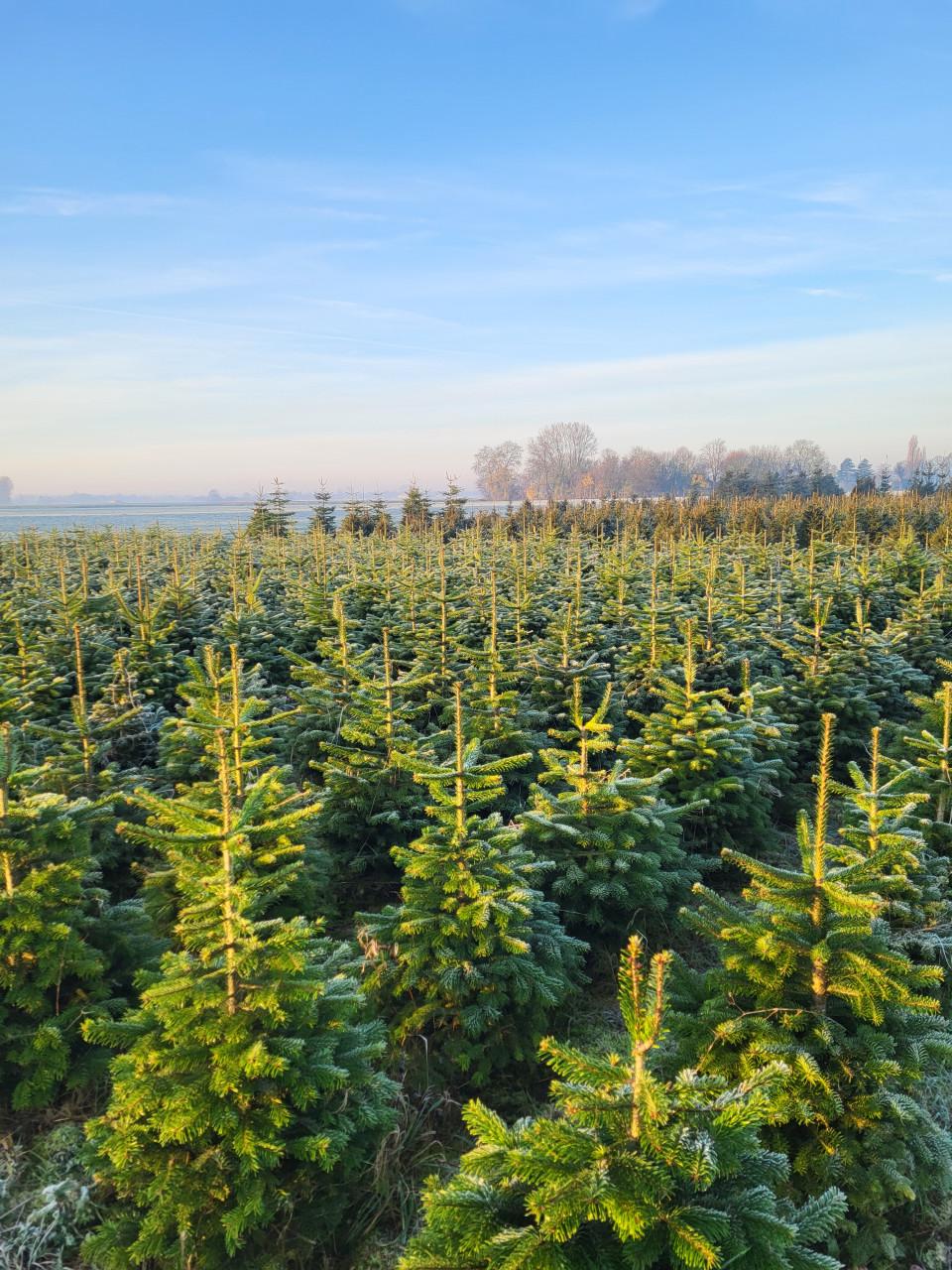 Kerstbomen 1 tot 6 meter