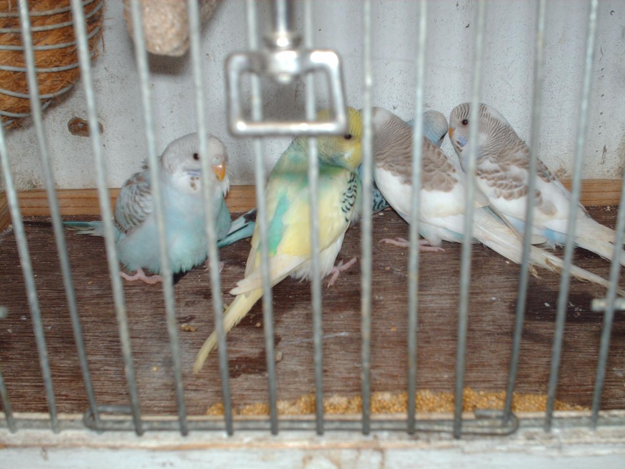 Te koop : 5 Jonge Grasparkieten.