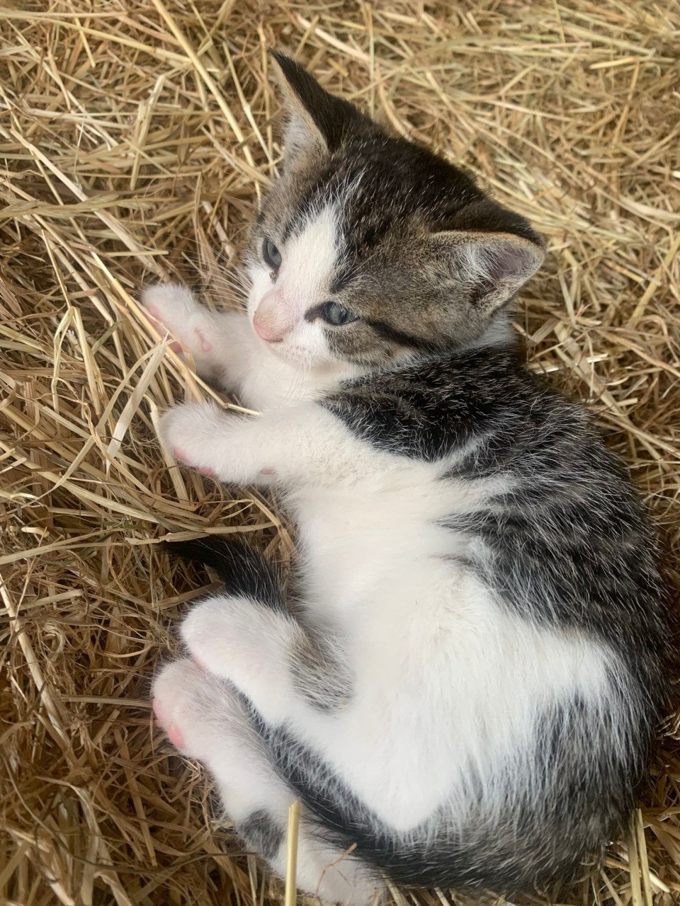 Kittens katten poes
