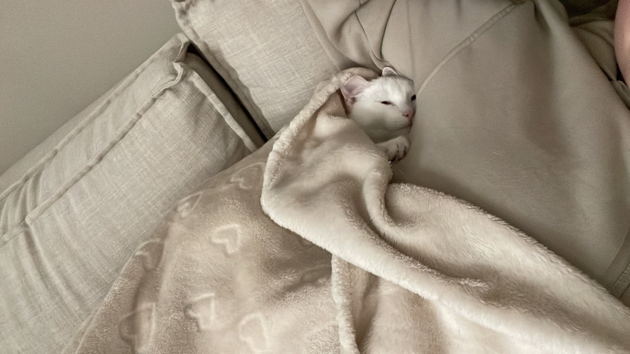 KITTEN GEZOCHT