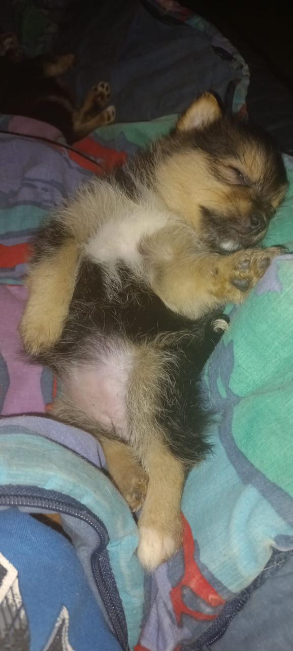 6 pups 5 man 1 vrouw