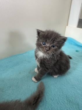 Ragdoll x Nebelung kittens katertjes en poesjes beschikbaar