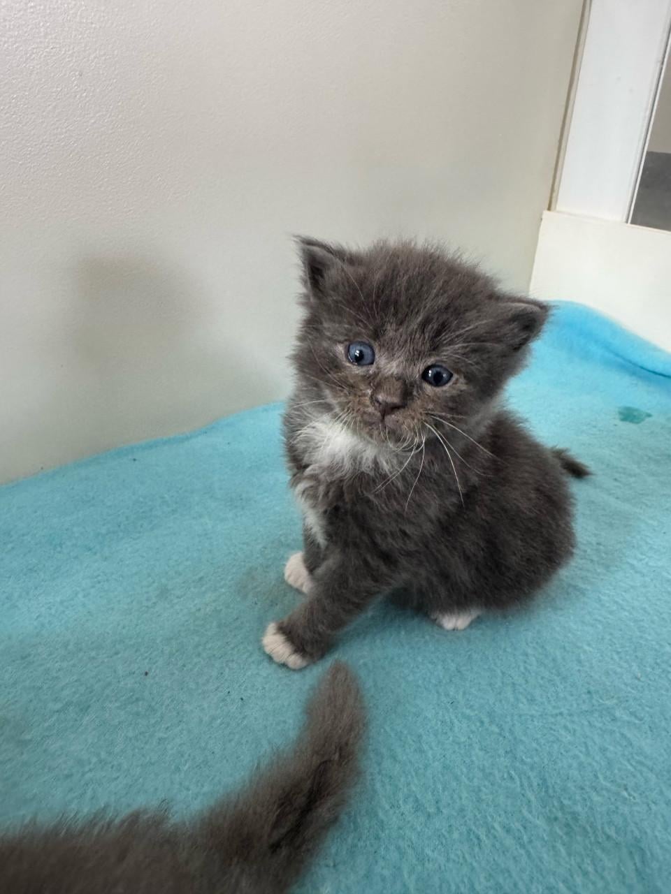 Ragdoll x Nebelung kittens katertjes en poesjes beschikbaar