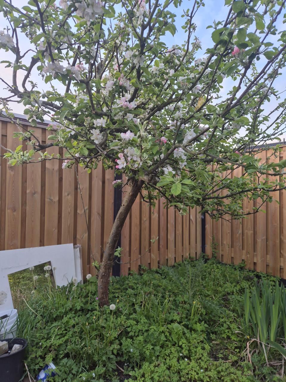 Appelboom. Gratis af te halen