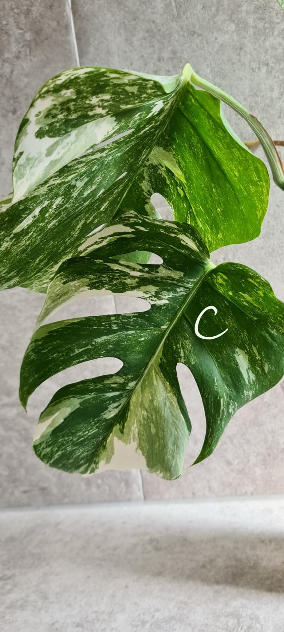 Monstera Variegata stekken