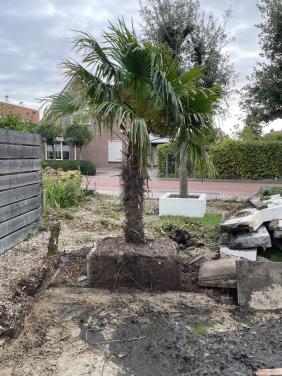 Palmboom gratis ophalen