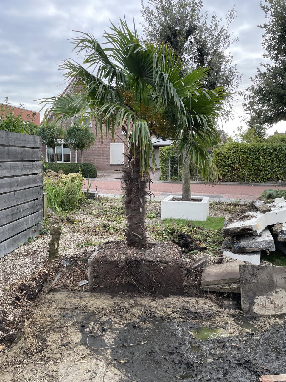 Palmboom gratis ophalen