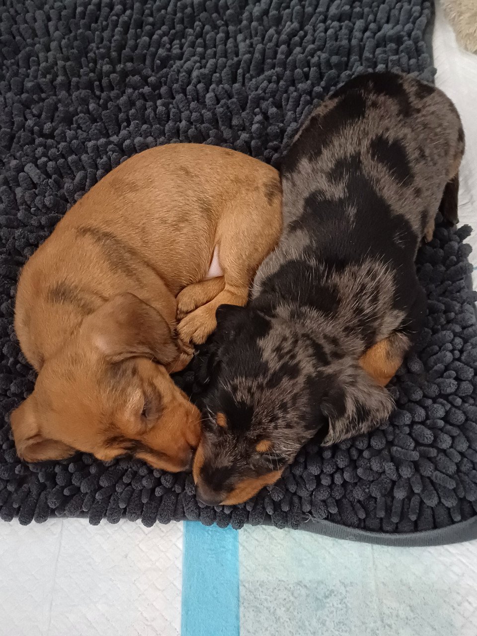Super vrolijke Dwerg Teckel pups