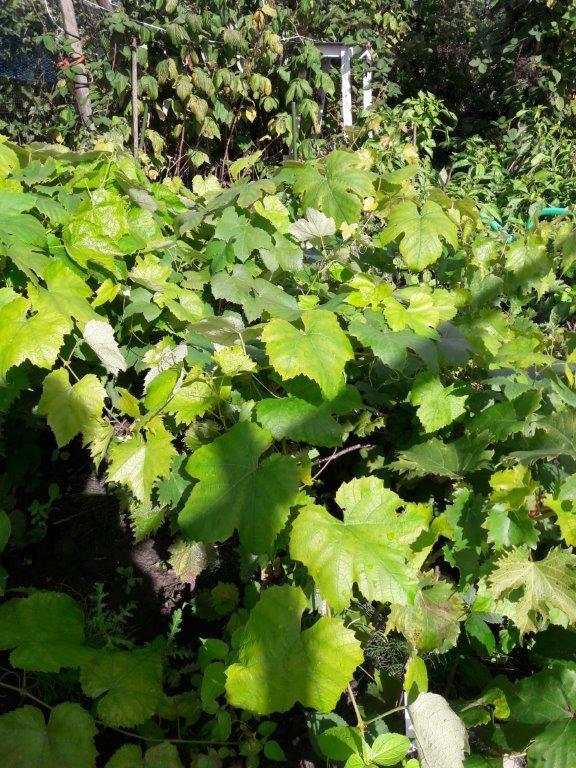 Bramenplanten, bessenstekken, druivenstekken, druivenplanten