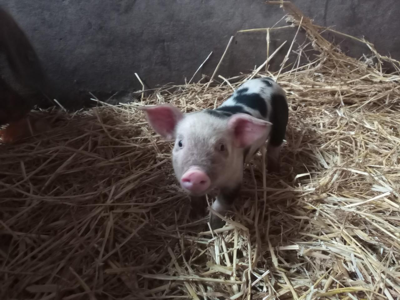 Bonte Bentheimer biggen