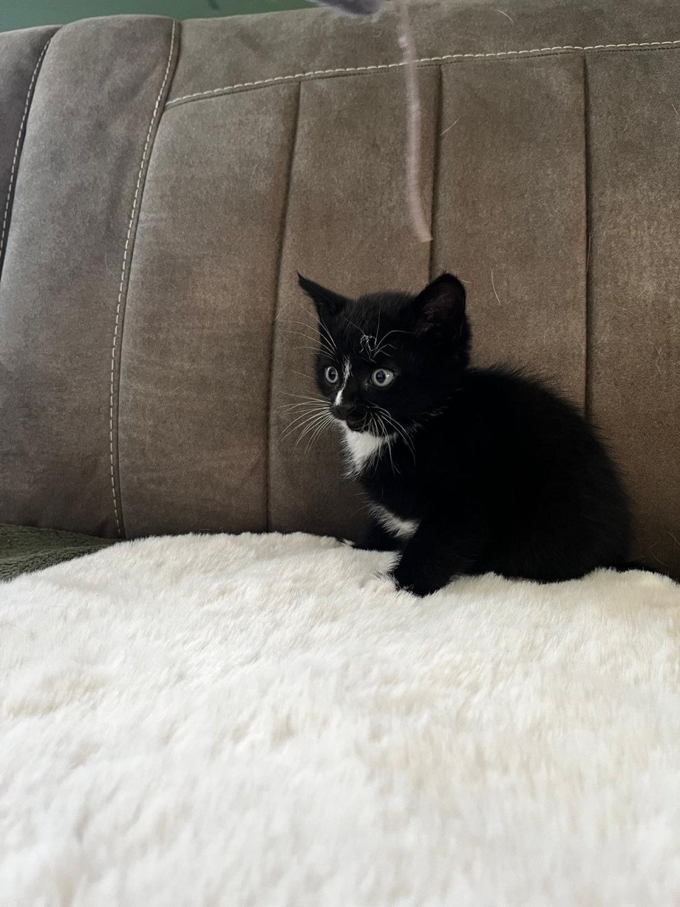 Leuke kittens