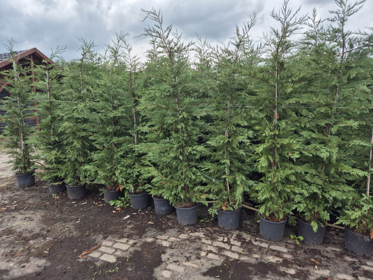 Leylandi haagconiferen in pot, tot 225 cm hoog
