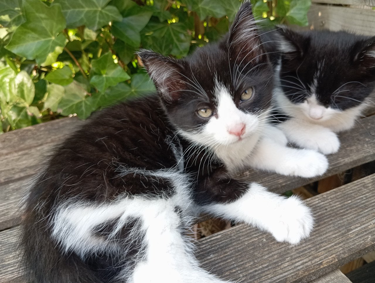 Kitten vrouwtje