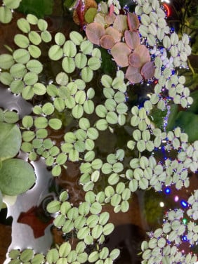 Drijfplanten aquarium of vijver