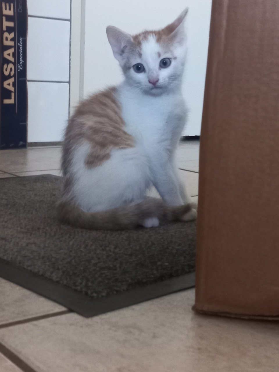 2 lieve oranje/wit katertjes te koop