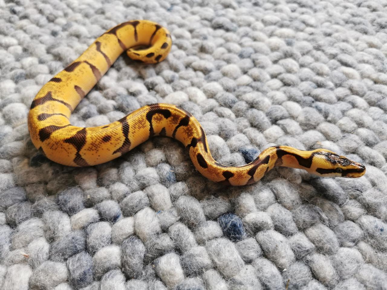 Super Enchi Pastel Koningspython