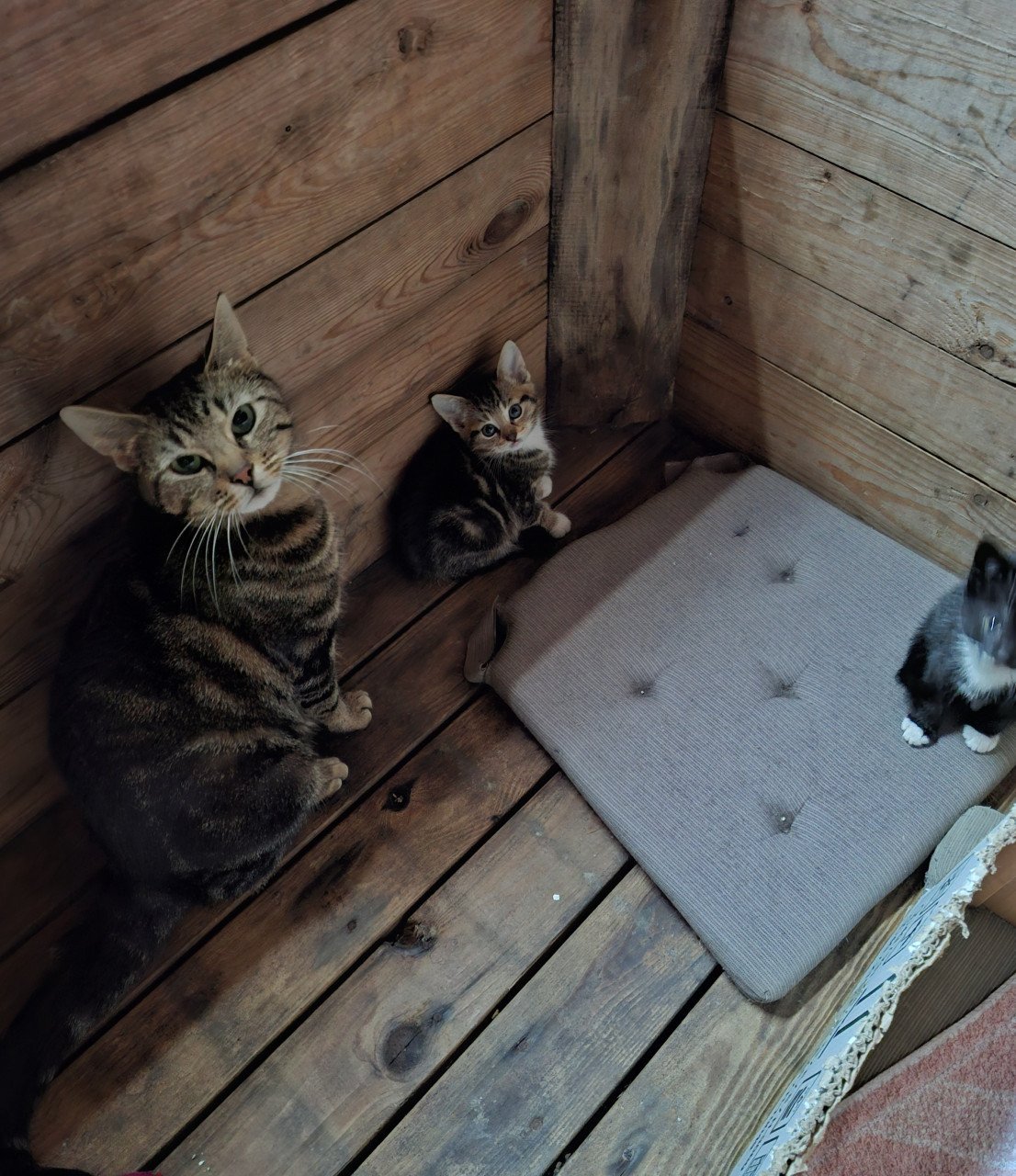 Kittens, alleen nog twee zwart/ witte beschikbaar)