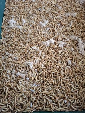Levende meelwormen en diepvriesinsecten