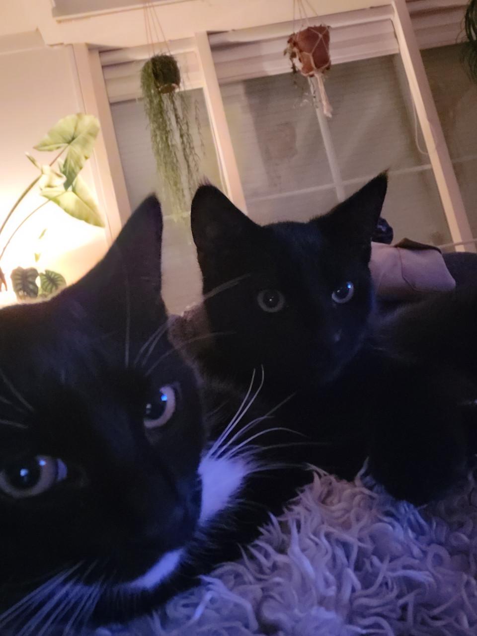 Katten