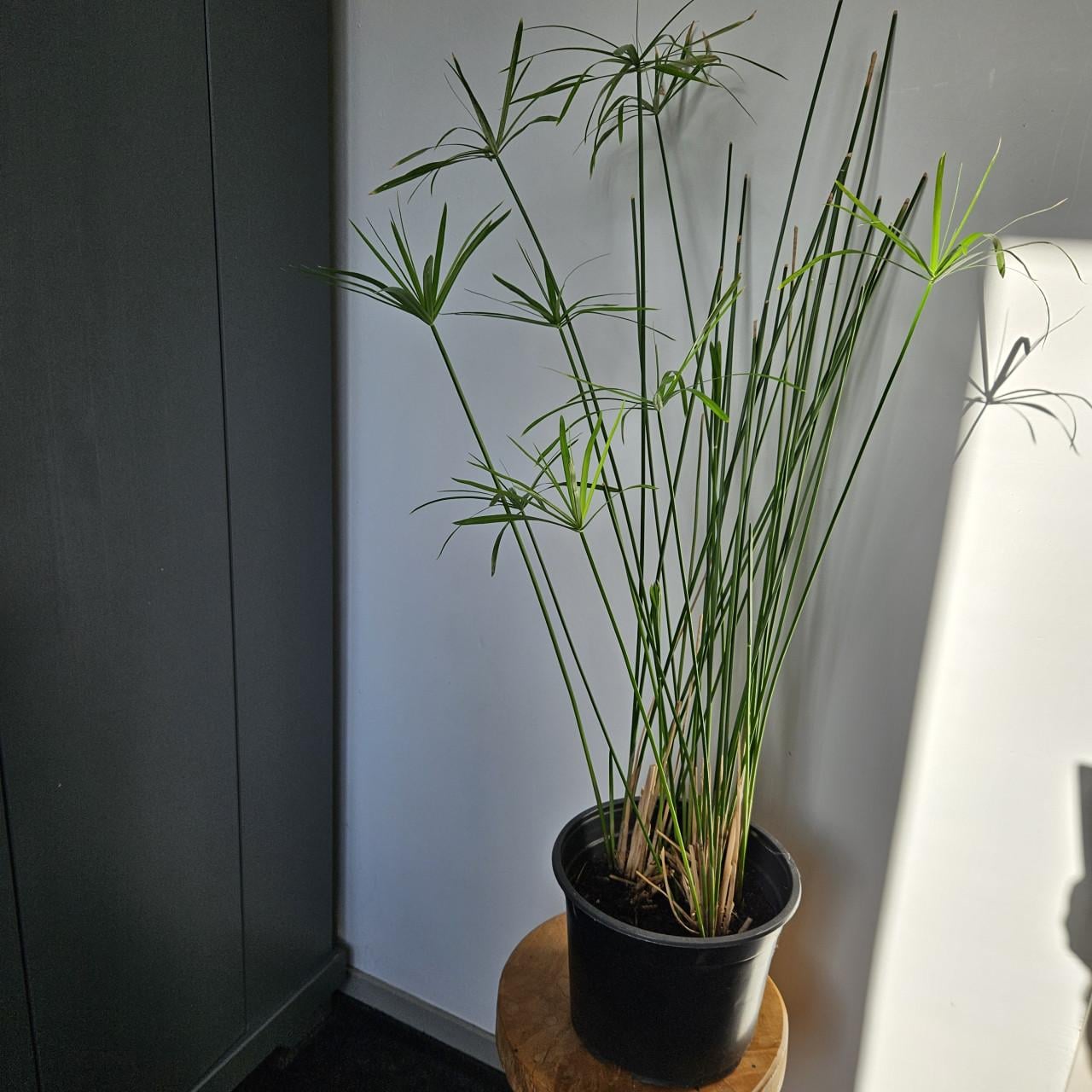 Paraplu plant <cyperus>