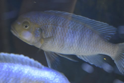 Malawi Mbuna man (Petrotilapia "yellow chin") Best dringend, GRATIS