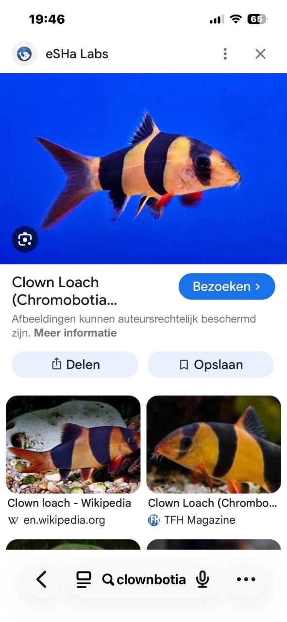 Clownbotia visjes