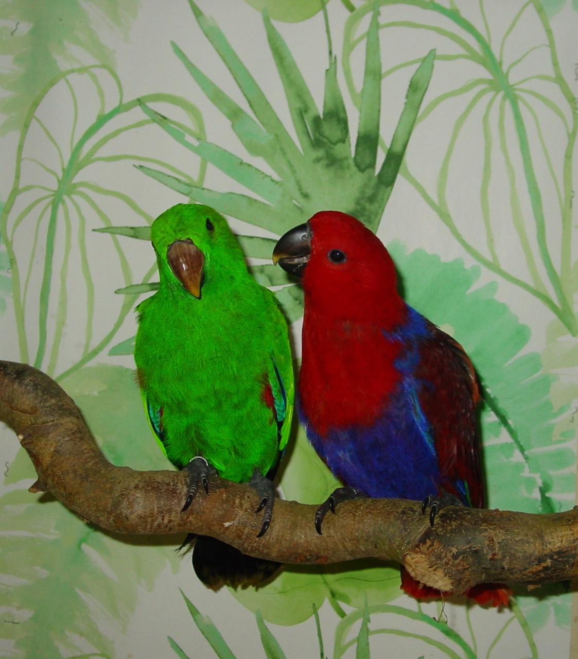 NG Edelpapegaaien eigen kweek en...........