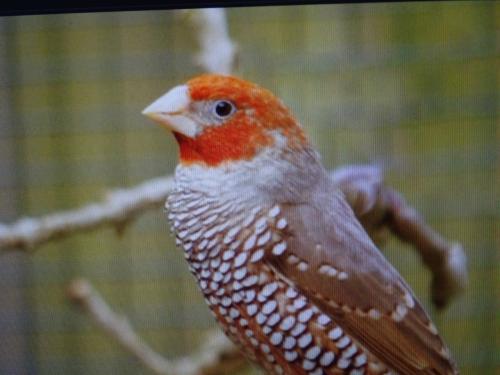 Te koop Roodkop amedine broedrijp  grote vogel .